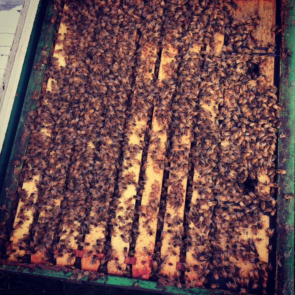 Big Ds Bees | 2186 Endall Rd, Black Creek, BC V9J 1G8, Canada | Phone: (250) 202-1999