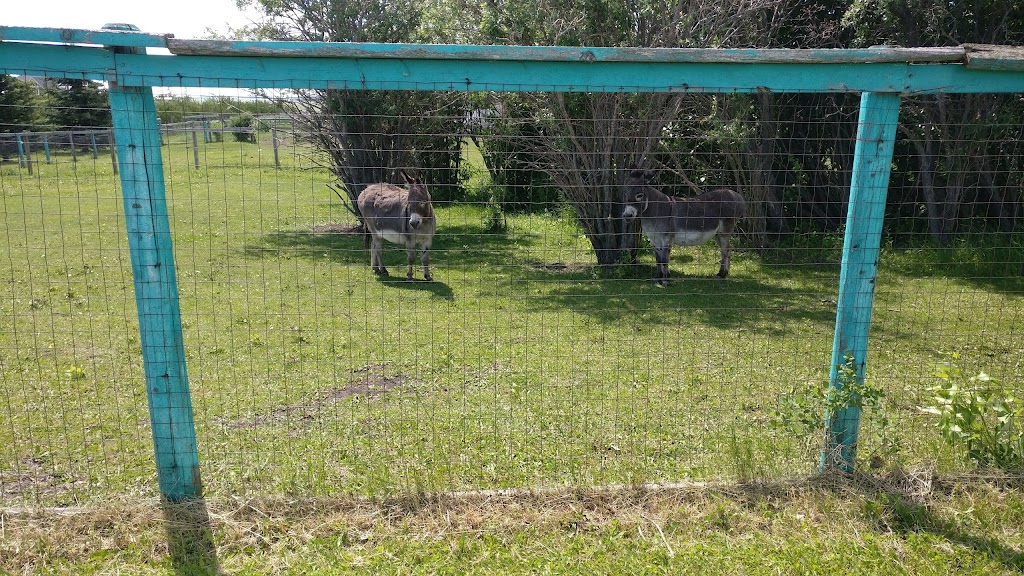 Mountain View Pet Resort | Carstairs, AB T0M 0N0, Canada | Phone: (403) 337-2959
