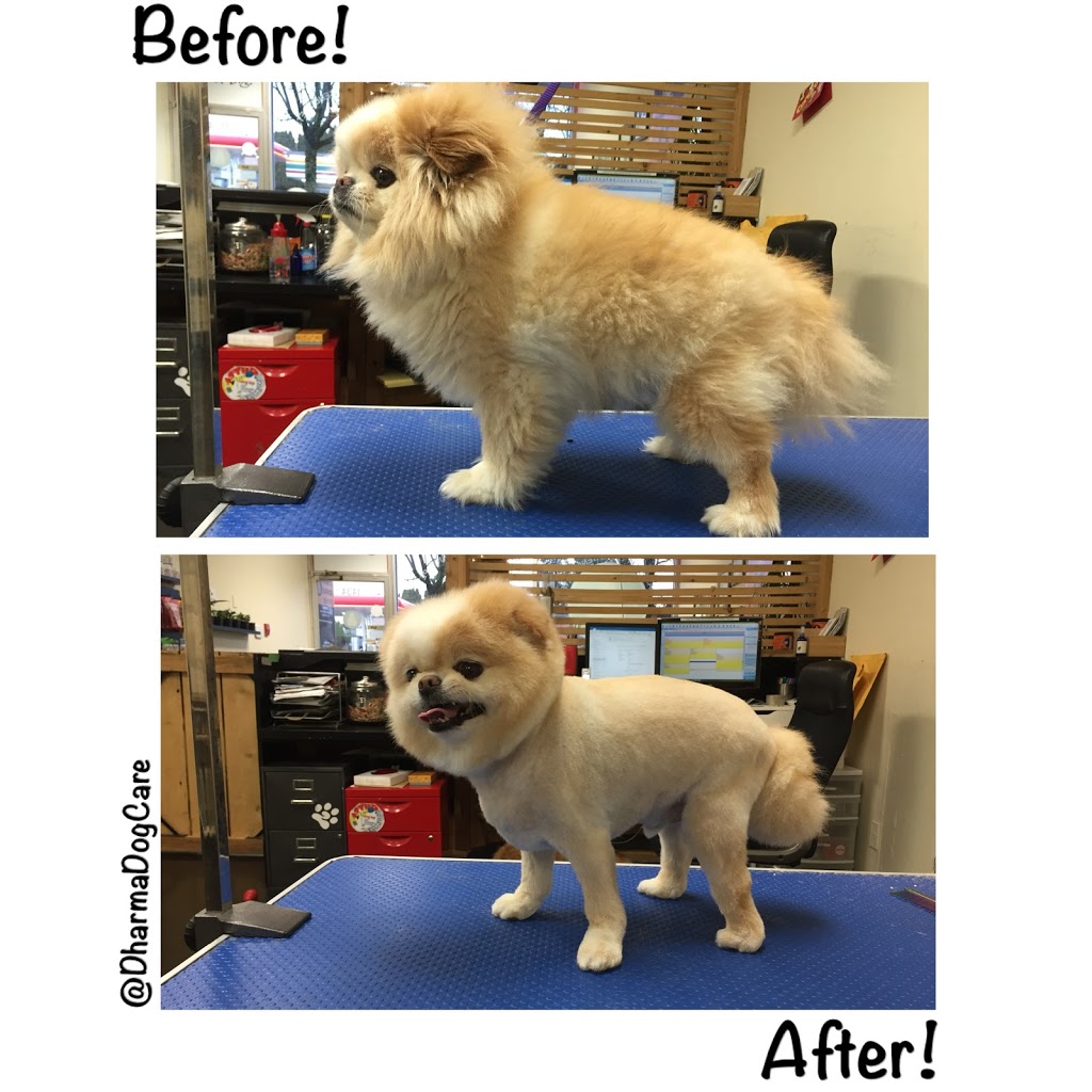 Dharma Dog Services | 7239 Fraser St, Vancouver, BC V5X 3V8, Canada | Phone: (604) 327-3649
