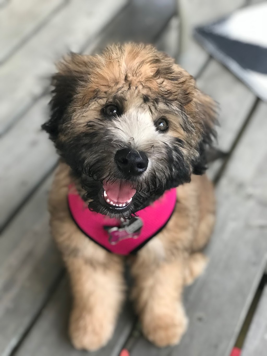 Sunny Vale Kennels | 1354 Concession Rd 2, Teeswater, ON N0G 2S0, Canada | Phone: (519) 829-5464