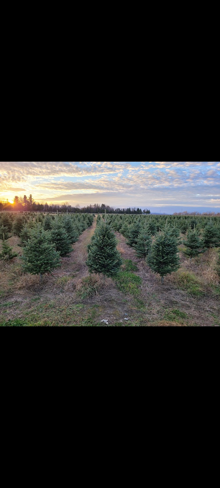 Plantations Rayham | 260 Chem. des Sables, Martinville, QC J0B 2A0, Canada | Phone: (819) 571-1087