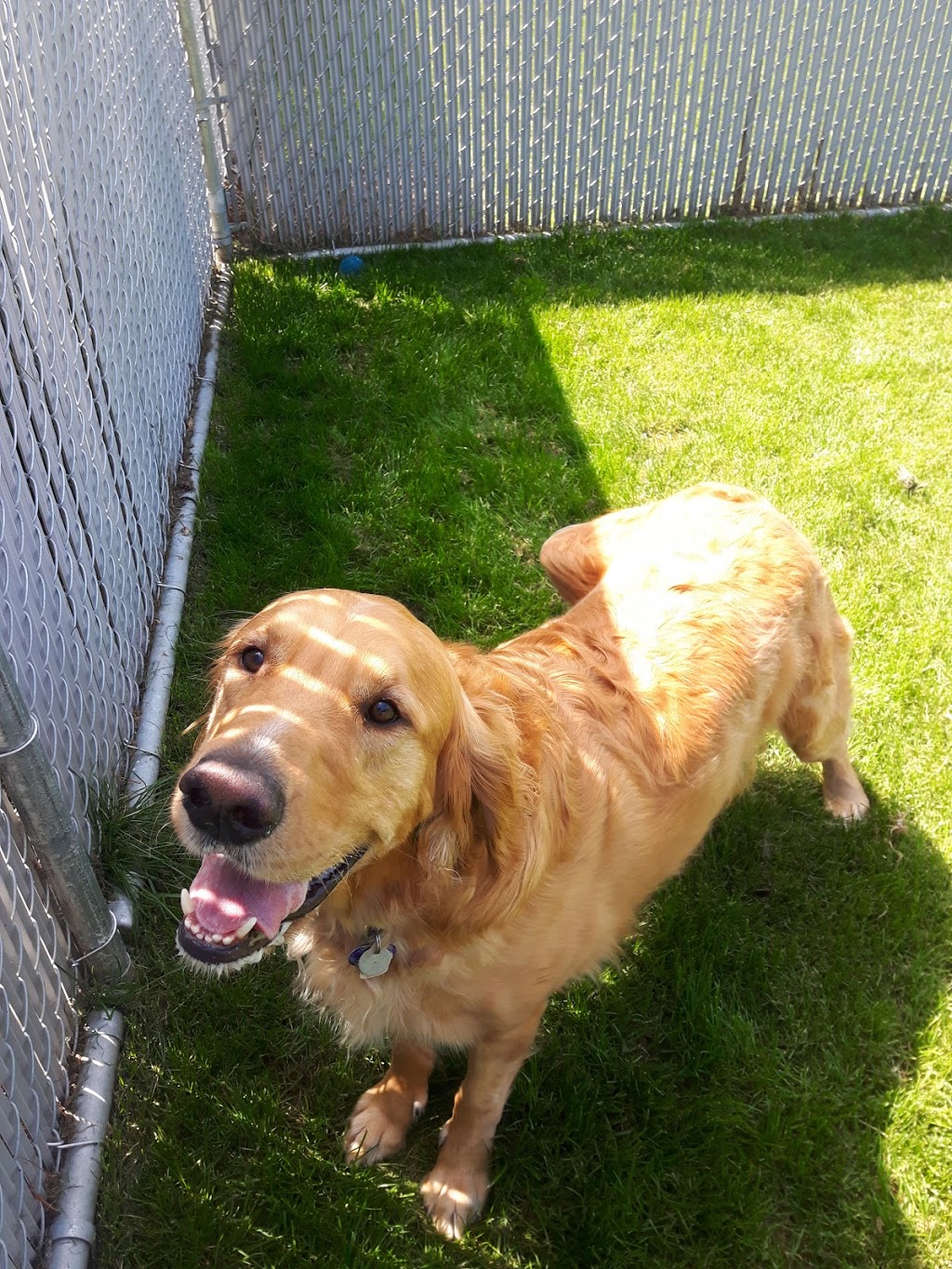 Green Acres Pet Care Centre | 2266 McDermott Rd, Abbotsford, BC V3G 2J7, Canada | Phone: (604) 504-7796