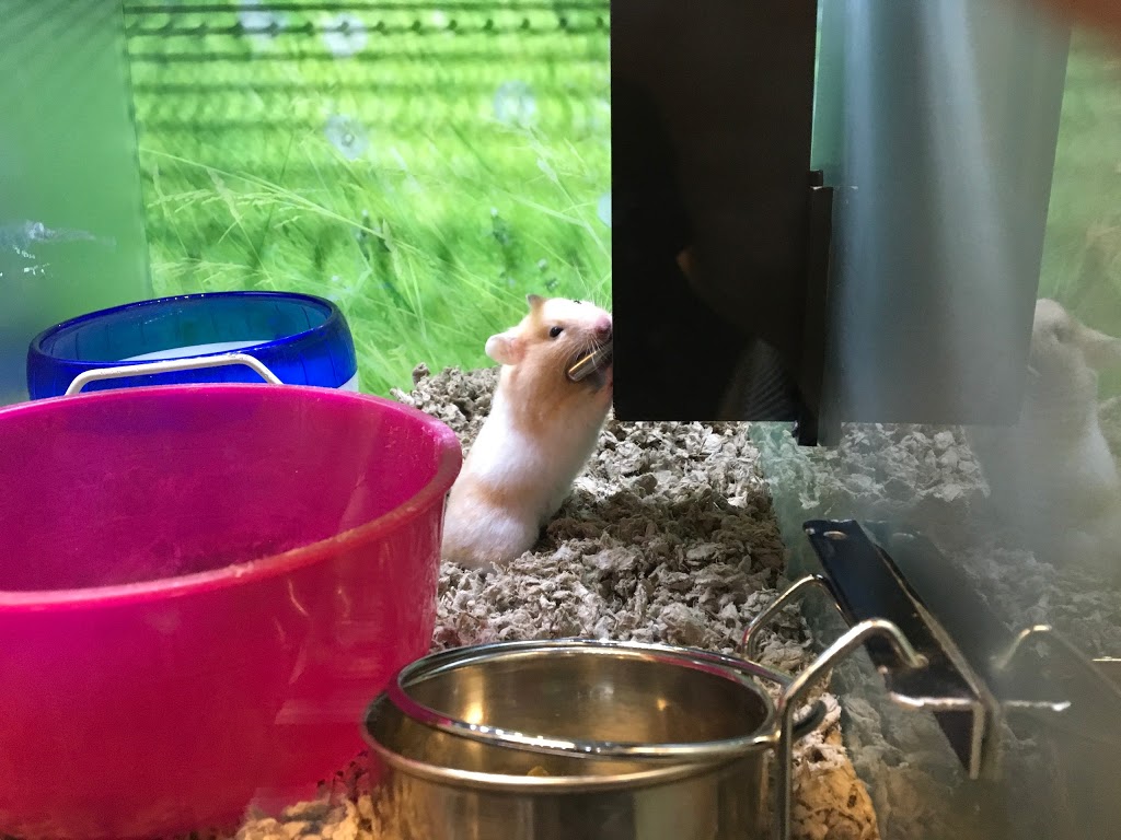PetSmart | 655 Fairway Rd S, Kitchener, ON N2C 1X4, Canada | Phone: (519) 748-1889