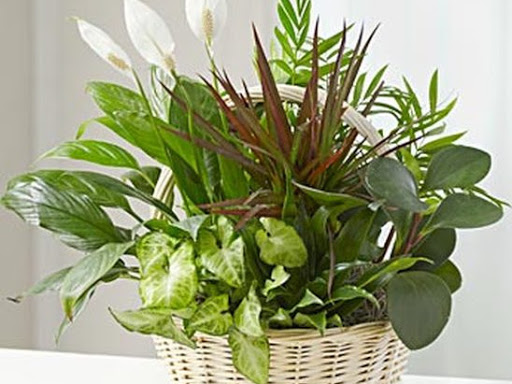 Serendipity Flowers | 410 33rd Street West, Saskatoon, SK S7L 0V6, Canada | Phone: (306) 384-3003