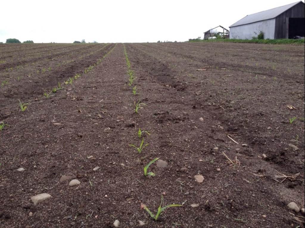 Ferme Ancestrale LaRue INC | 318 Rue des Erables, Neuville, QC G0A 2R0, Canada | Phone: (418) 876-3039