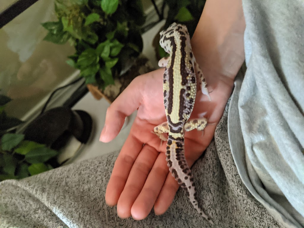 Maritime Geckos | 510 Cannontown Rd, Wellington, PE C0B 2E0, Canada | Phone: (902) 432-0194