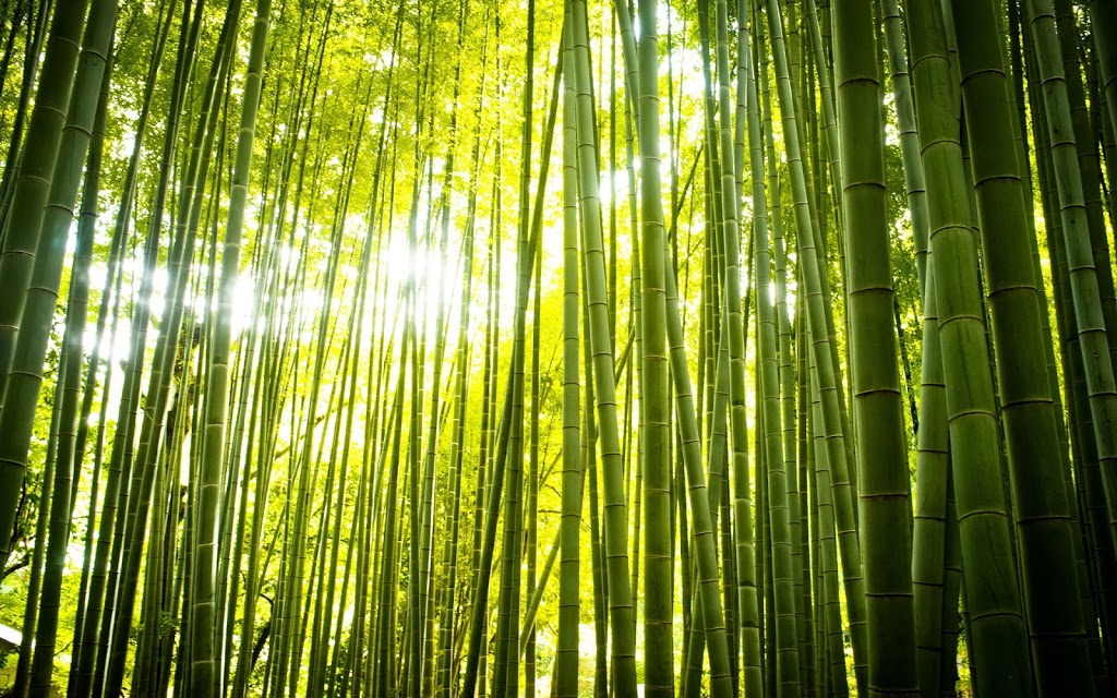 Bamboo Dental | 141 King Rd Unit # 6, Richmond Hill, ON L4E 3L7, Canada | Phone: (905) 505-2061