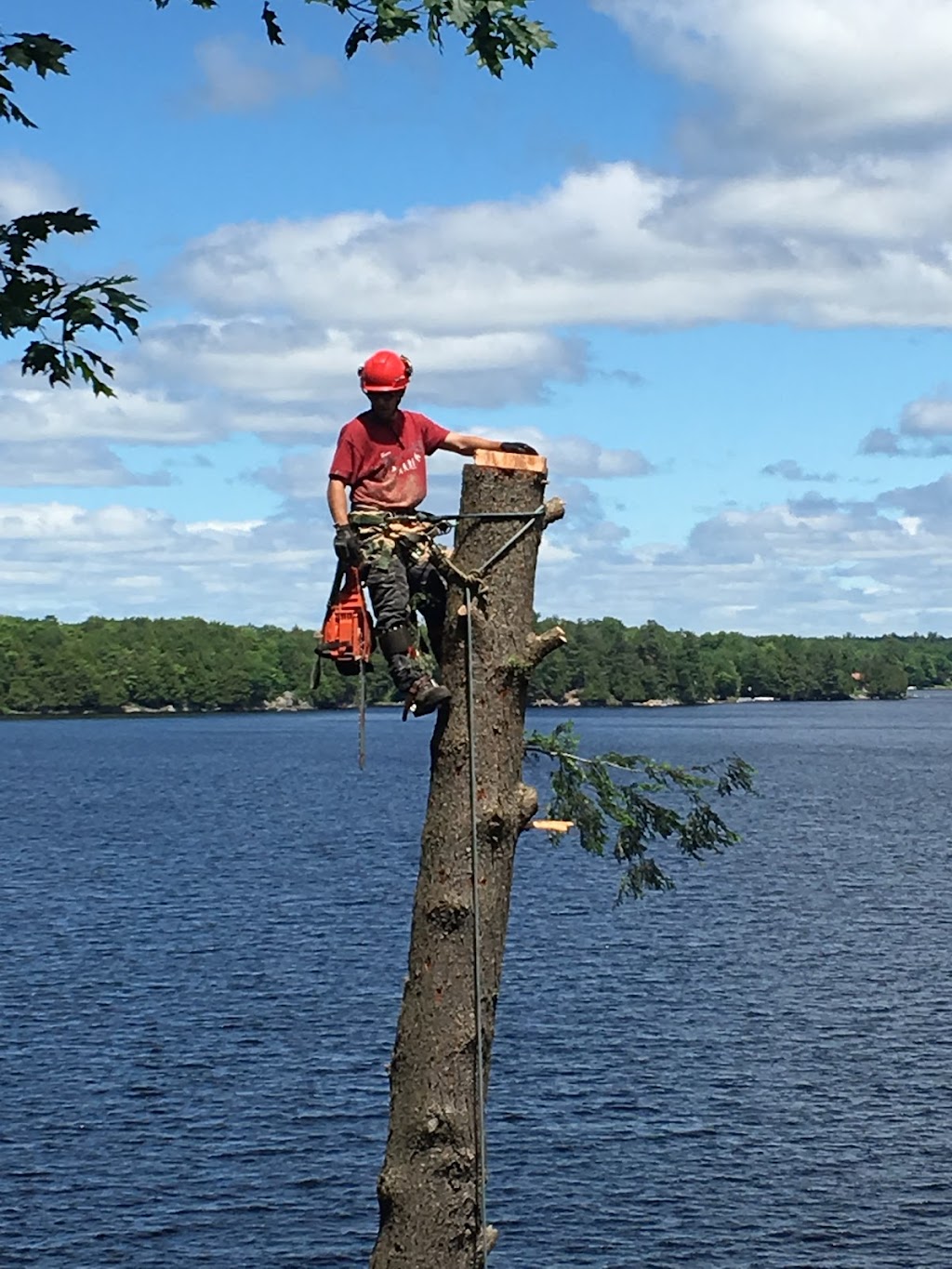 TreeWiseGuys Inc. | 60 Blackstone- Crane Lk Rd, Seguin, ON P2A 2W8, Canada | Phone: (905) 868-7326