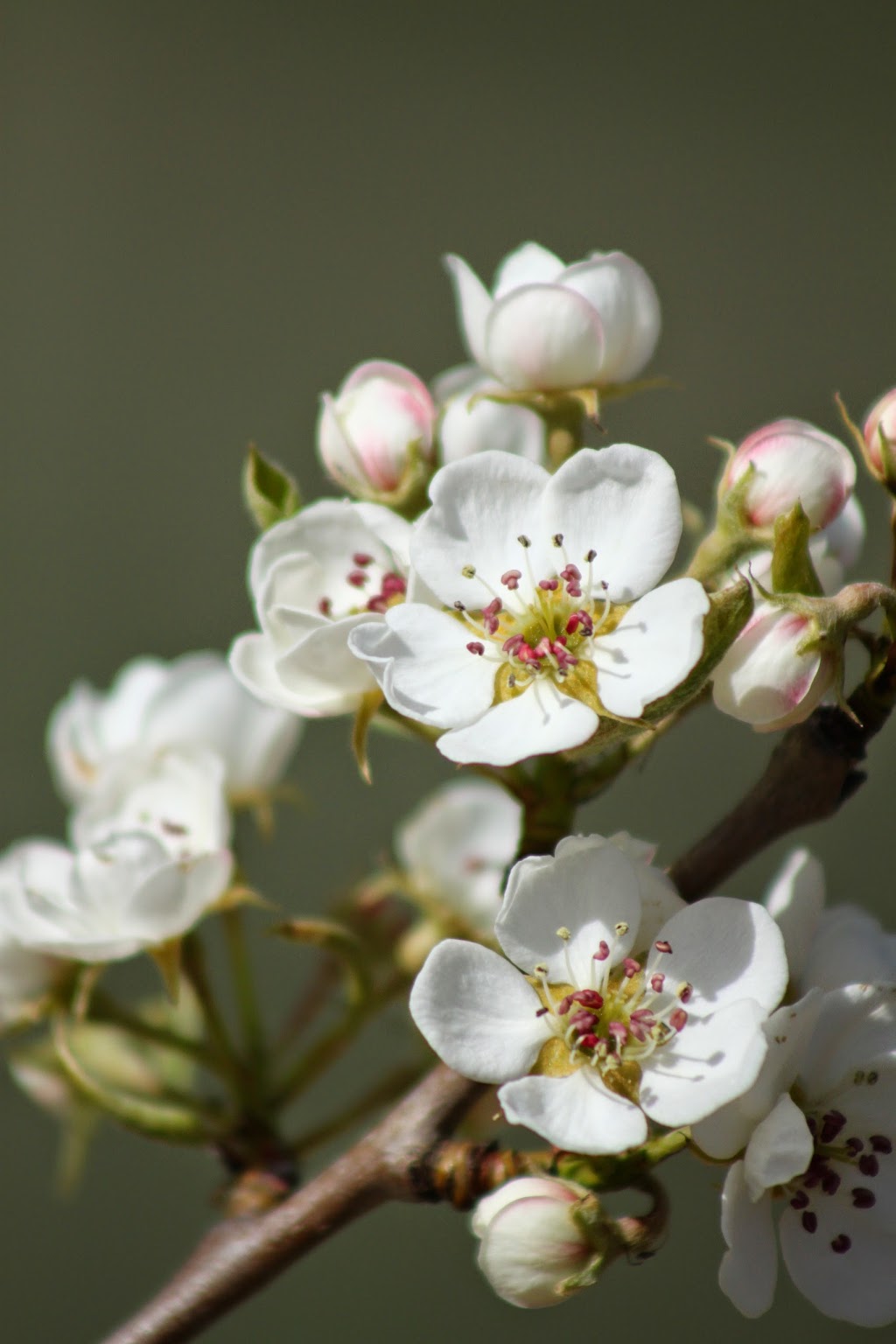 Tree To Me | 1217 Hwy 3A, Keremeos, BC V0X 1N4, Canada | Phone: (250) 499-9271