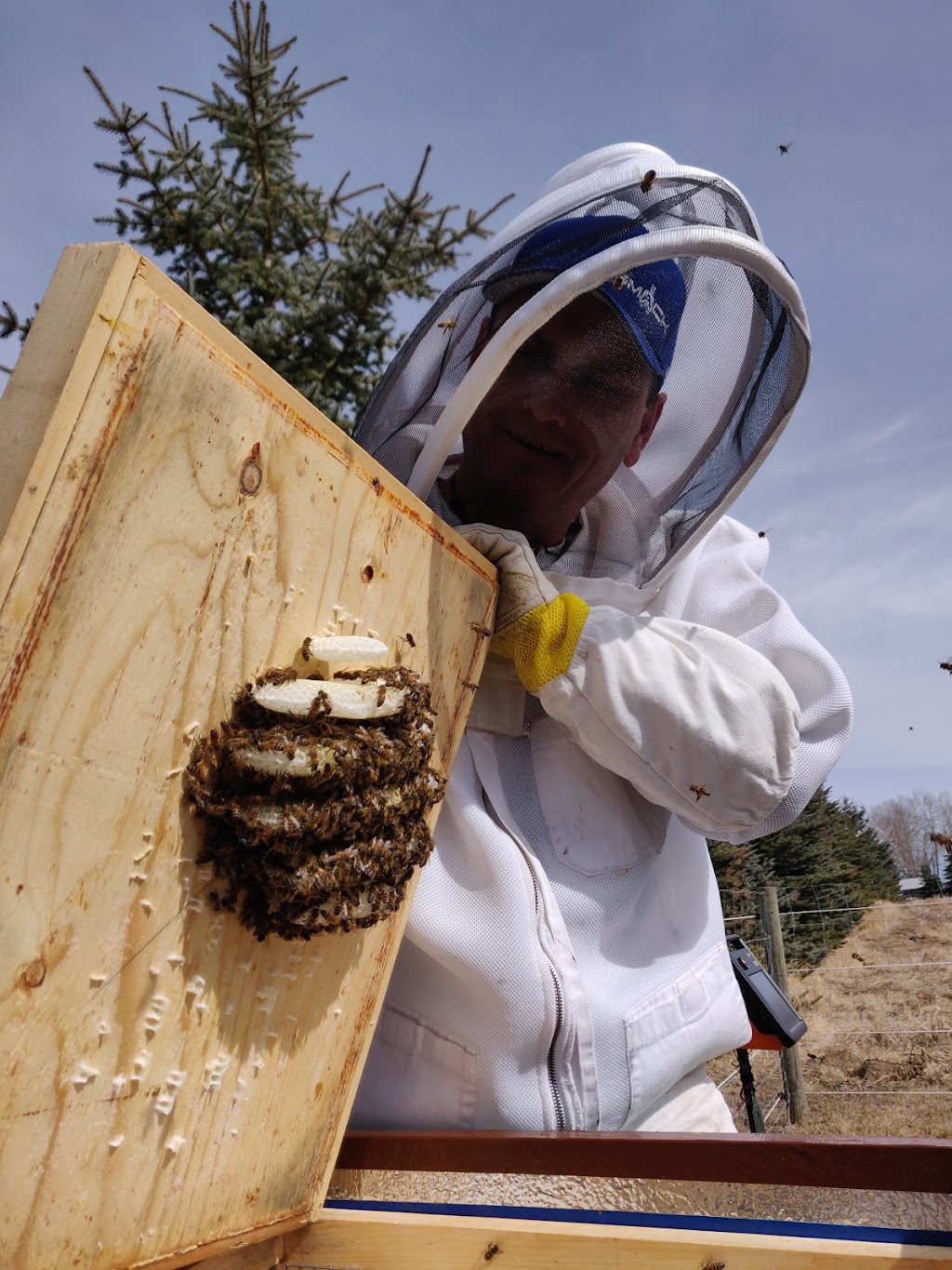 Stewarts Bees | 19 Deer Coulee Dr, Didsbury, AB T0M 0W0, Canada | Phone: (403) 978-3474