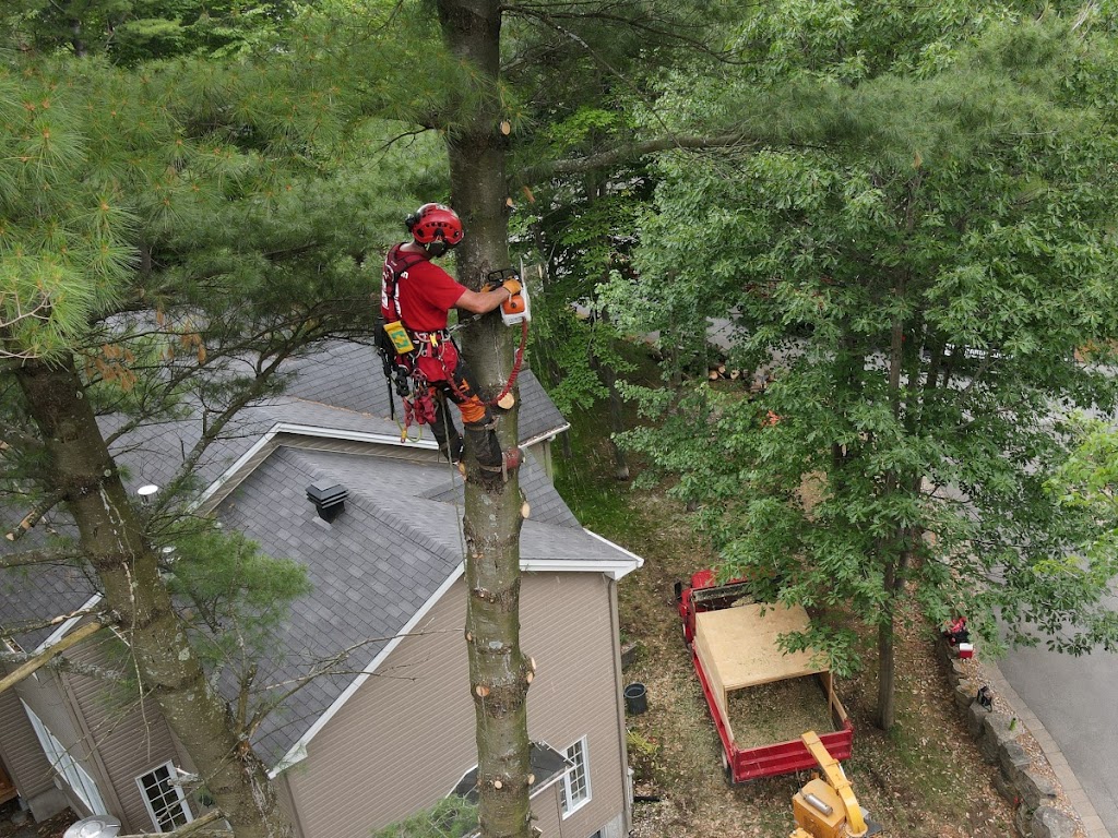 Arbres Montréal / Montreal Trees | 191 Rue Riverside, Saint-Lambert, QC J4R 1A7, Canada | Phone: (877) 685-8733