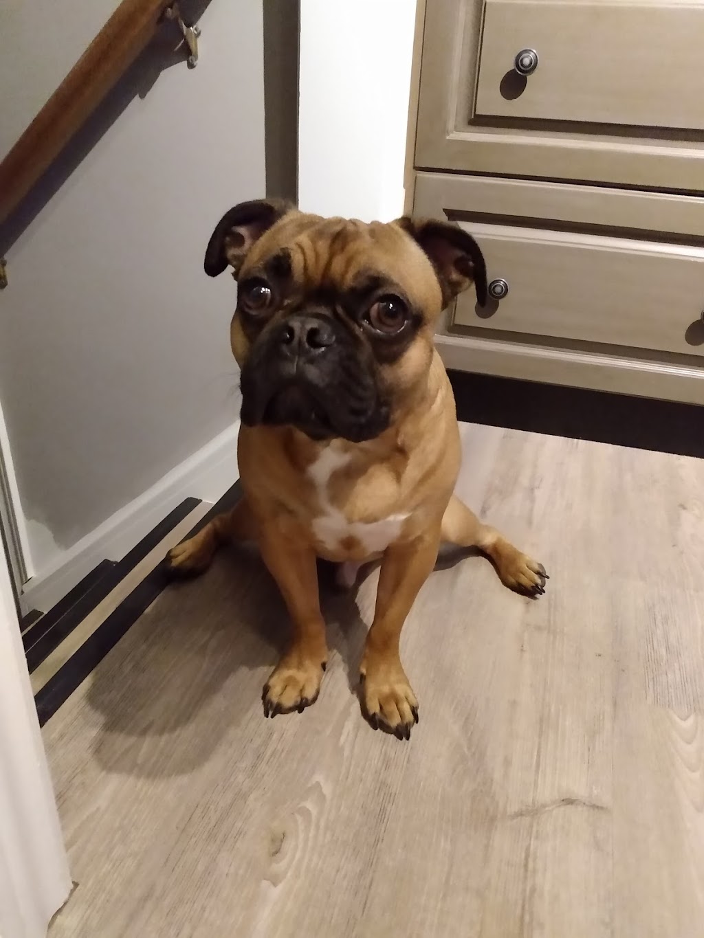 Hug-a-Pup Dogsitting Services | 380 Townline Rd E, Cayuga, ON N0A 1E0, Canada | Phone: (905) 772-7704
