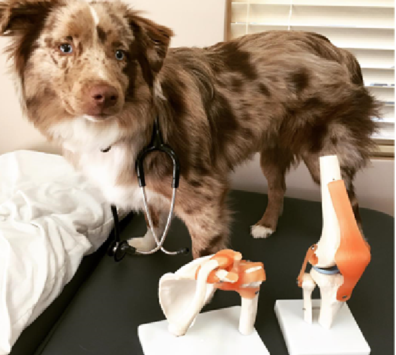 Physiotherapy on Lakeshore | 333 Lakeshore Rd W Unit#101, Mississauga, ON L5H 1G9, Canada | Phone: (905) 278-2255