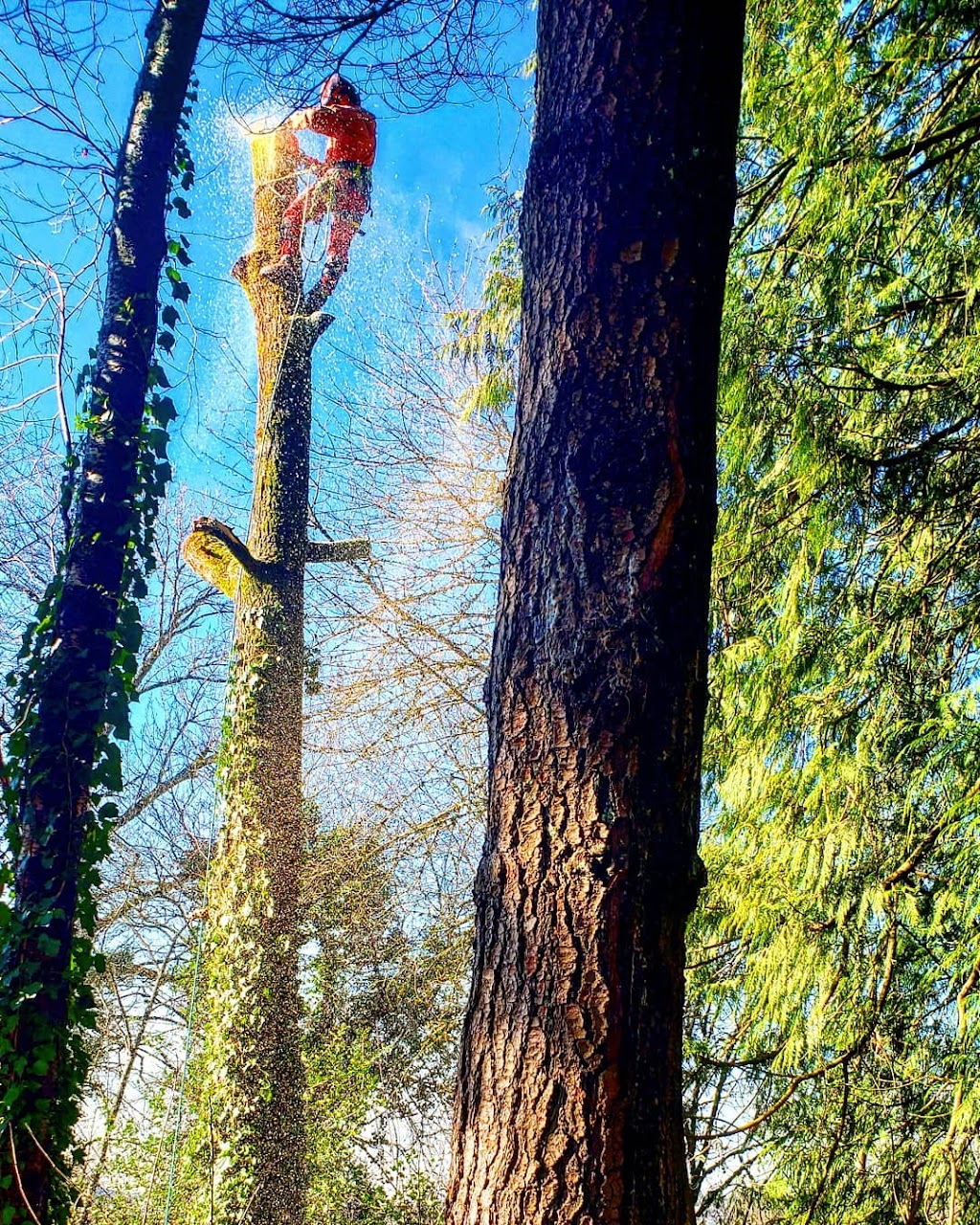 Sids Tree Service | 645 Skeena St, Vancouver, BC V5K 4P3, Canada | Phone: (604) 302-5214