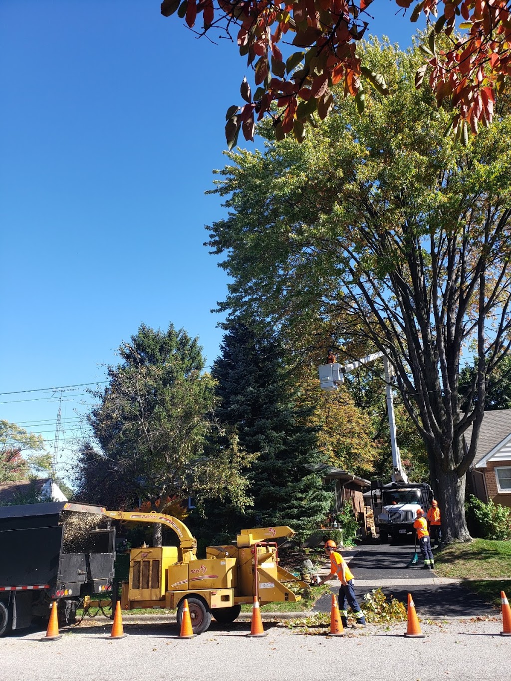 Wyoming Tree Service | 499 Plympton St, Wyoming, ON N0N 1T0, Canada | Phone: (519) 845-0847
