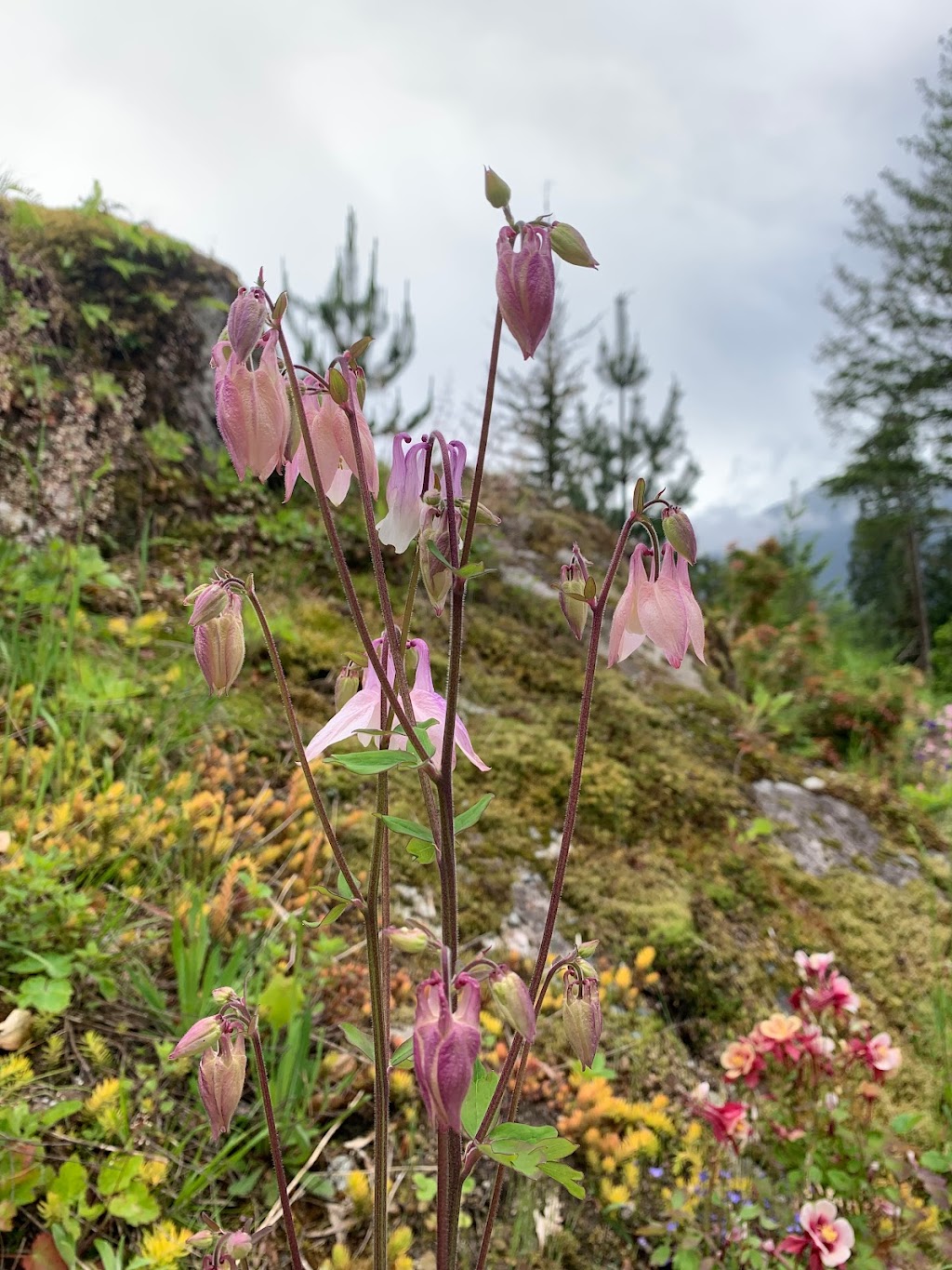 Queen of Peace Monastery | 1021 Cloudburst Crescent, Garibaldi Highlands, BC V0N 1T0, Canada | Phone: (604) 815-0993