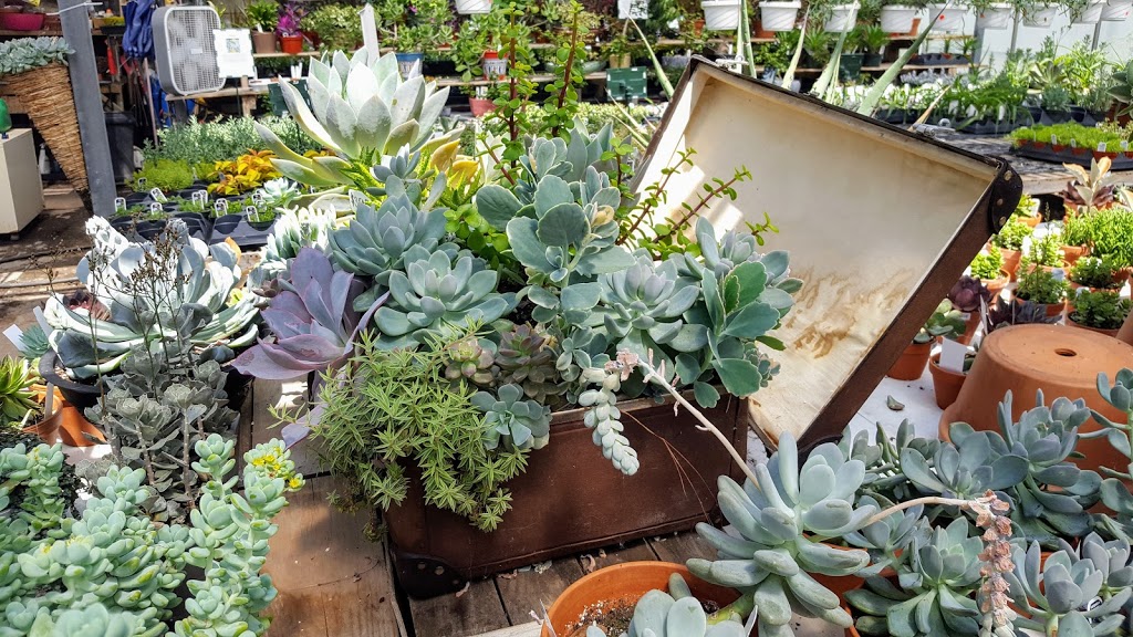 Cactus Fleuri Inc (Le) | 1850 Rang N Ouest, Sainte-Madeleine, QC J0H 1S0, Canada | Phone: (450) 795-3383