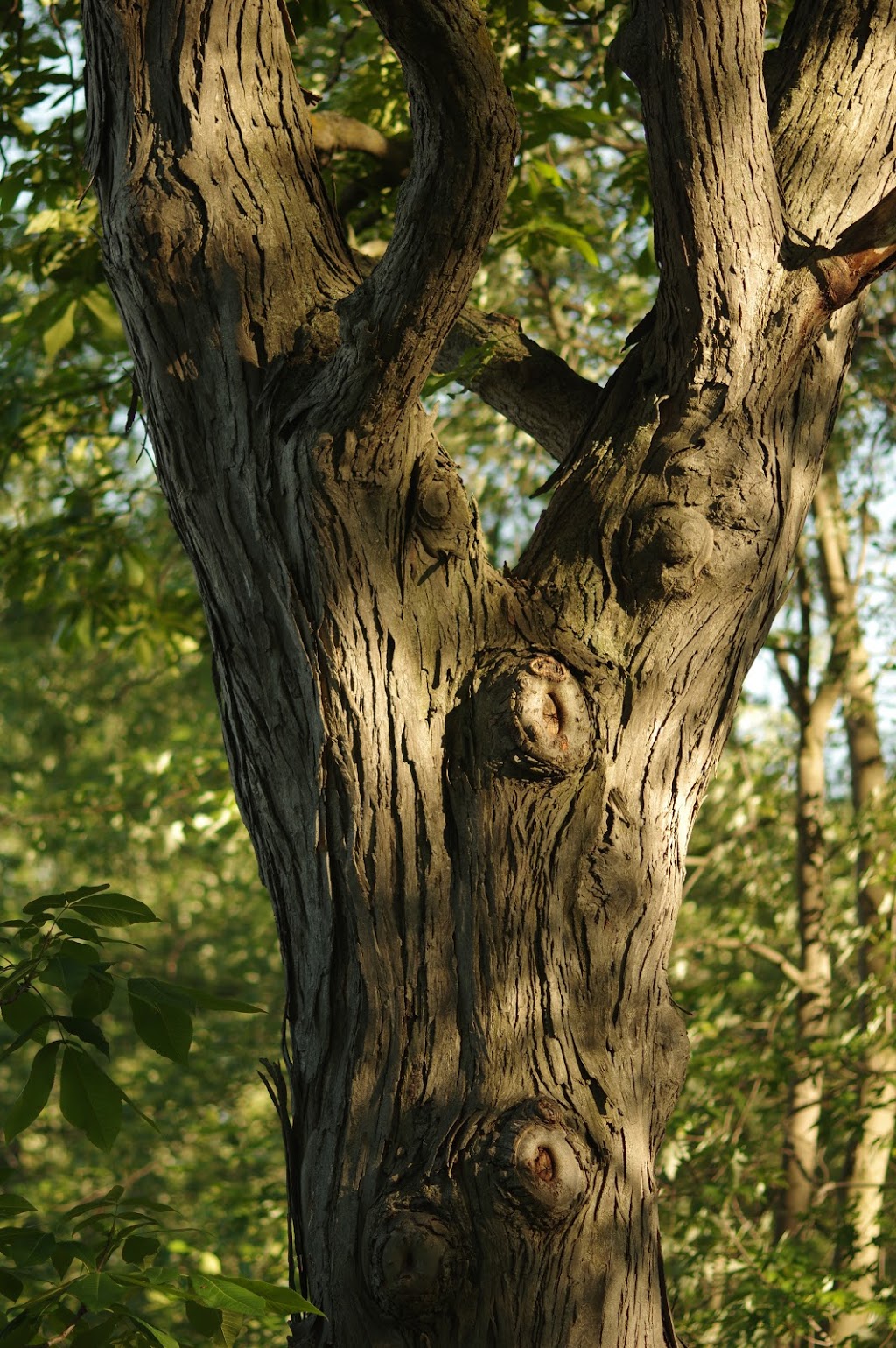 Centennial Forest Park | Milton, ON L9T 5X3, Canada