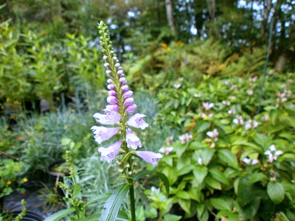 Pépinière Jean Gagné | 19 Rue Langlois, Saint-Lambert-de-Lauzon, QC G0S 2W0, Canada | Phone: (418) 889-9161