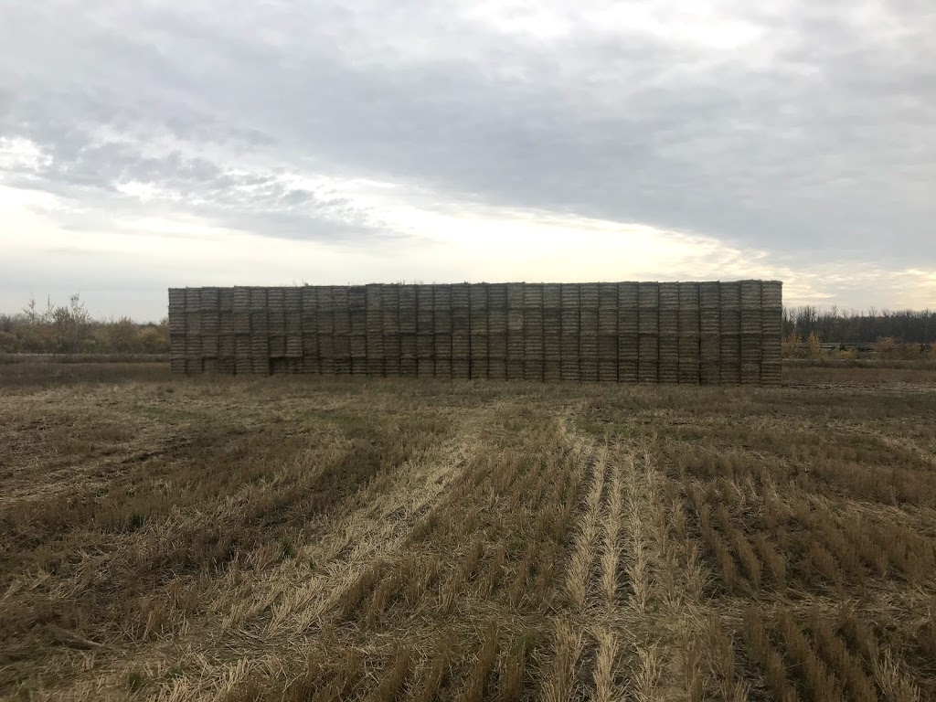 Goldenview Farms Ltd. | 23096 Rd 2 N, NW-7-1-4-W RM of Stanley Box 288 RR2, Morden, MB R6M 2A1, Canada | Phone: (204) 362-4874