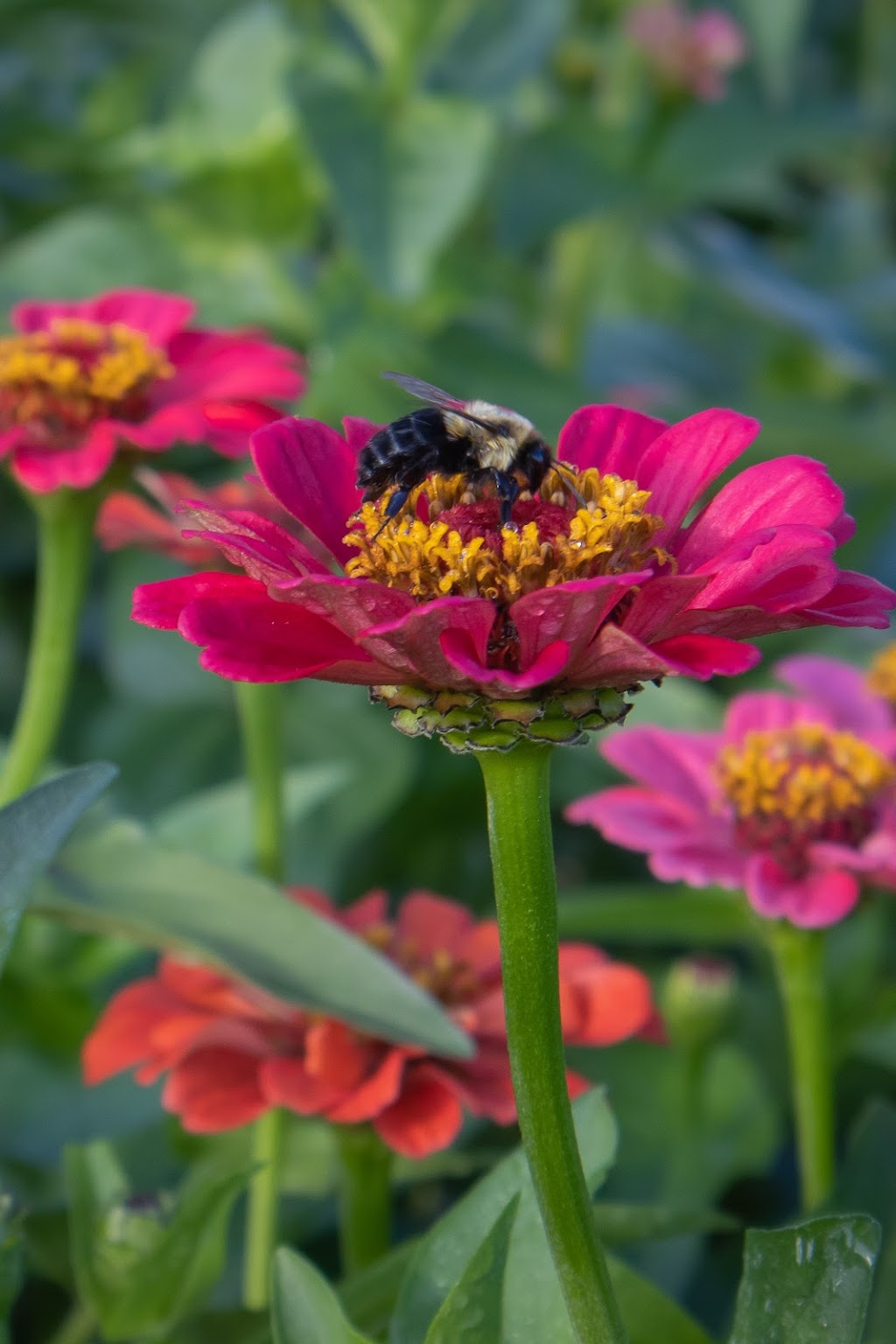 Cocagne Fleurs en Art Inc. | 4766 NB-134, Cocagne, NB E4R 2Z7, Canada | Phone: (506) 576-7438