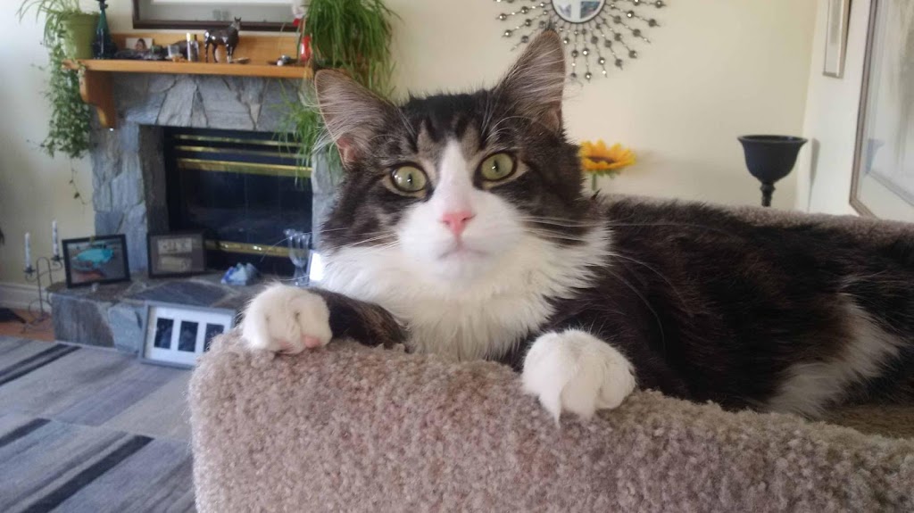 Bosleys by Pet Valu | 5500 Clements Crescent, Peachland, BC V0H 1X5, Canada | Phone: (250) 767-0121