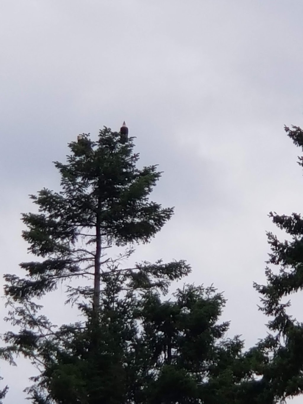 eagleye cottage | 3989 S Island Hwy, Campbell River, BC V9H 1L2, Canada | Phone: (250) 923-4589