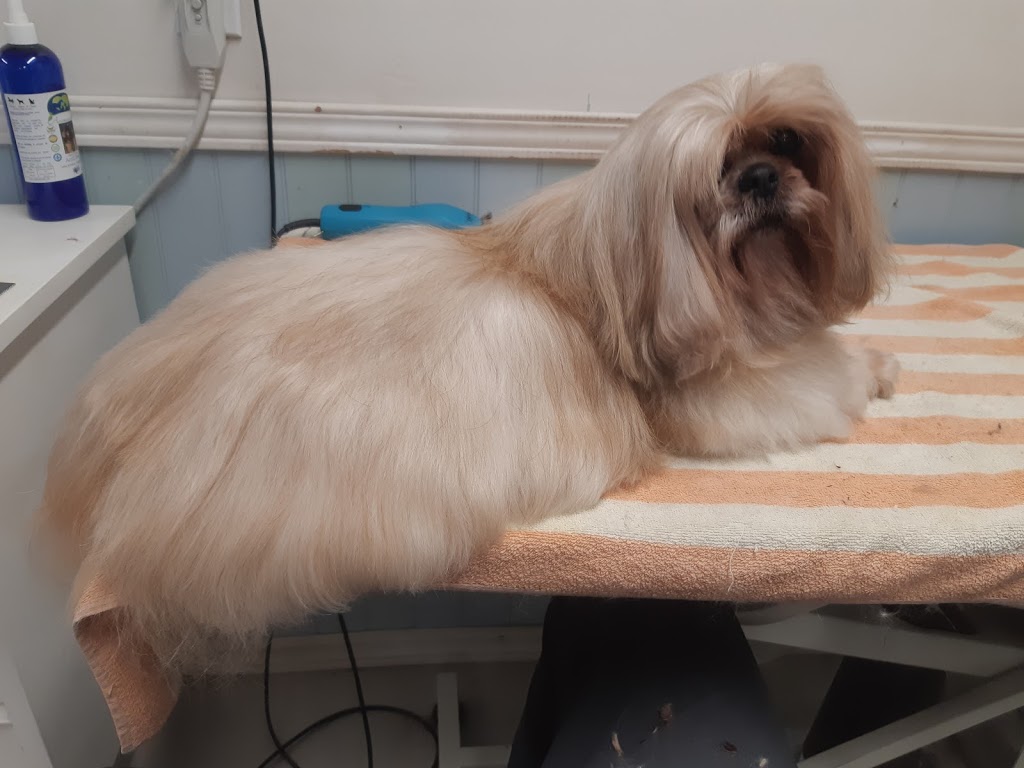Cicis Coiffure Canine | 3480 Rue College, Sherbrooke, QC J1M 0B8, Canada | Phone: (819) 349-6852
