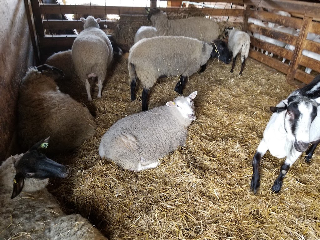 Brussels Livestock | R.R. # 3, Brussels, ON N0G 1H0, Canada | Phone: (519) 887-6461
