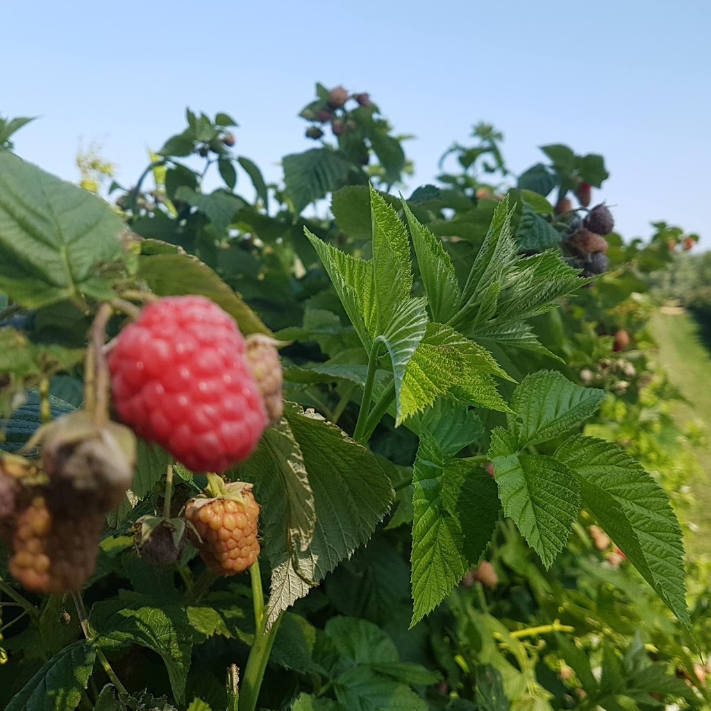 Blueberry Knoll Berry Farm | 1091 Hutchinson Rd, Lowbanks, ON N0A 1K0, Canada | Phone: (905) 774-7732