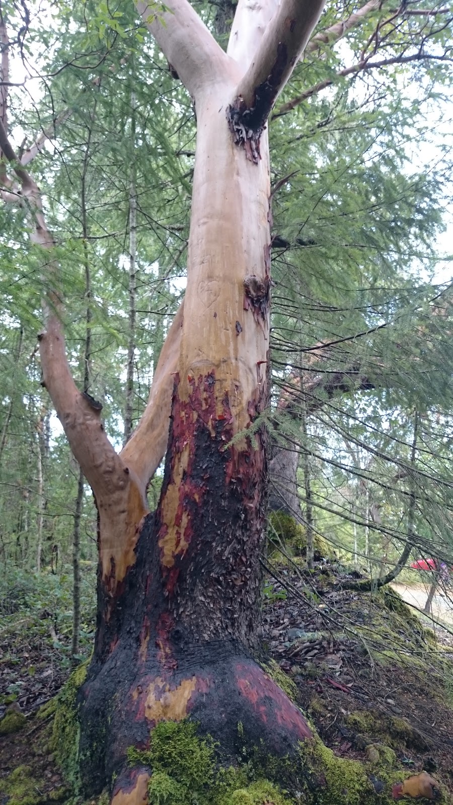 Spider Lake Provincial Park | Hwy 19, British Columbia V9K, Canada | Phone: (250) 474-1336