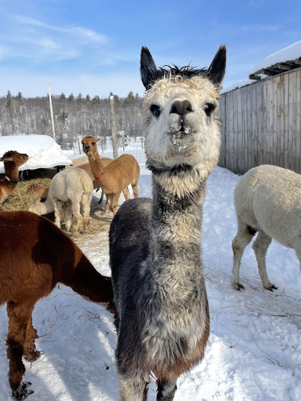 Les alpagas aux drôles de toupets | 684 Chem. Martindale, Low, QC J0X 2C0, Canada | Phone: (819) 790-3618