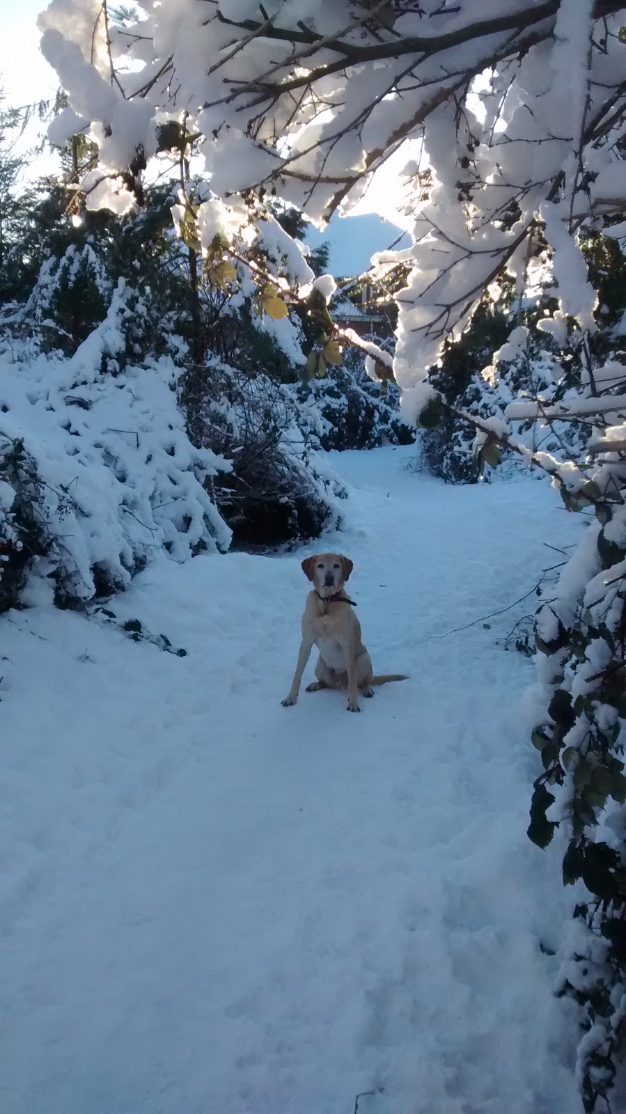 Freedom Dog Park | 8398 154a St #8382, Surrey, BC V3S 4P1, Canada | Phone: (604) 501-5050