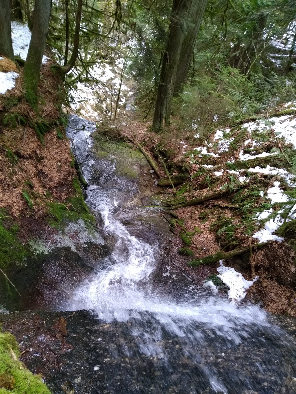 Lookout Mountain Preserve | Bellingham, WA 98229, USA