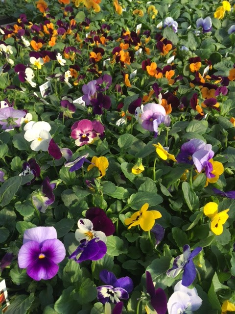 Keon Garden Centre | 1645 Stadacona St W, Moose Jaw, SK S6H 3M5, Canada | Phone: (306) 693-6771