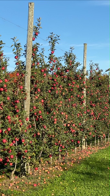 Bay Growers Inc | 828114 Grey Road 40, Clarksburg, ON N0H 1J0, Canada | Phone: (519) 599-7568