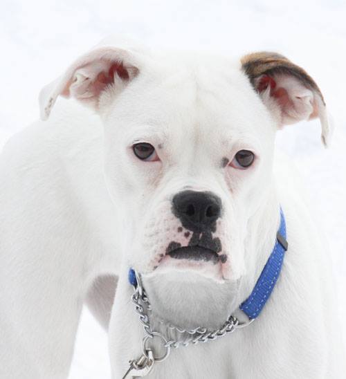 Parkland Kennels West Inc | 53119 Range Rd 280, Stony Plain, AB T7Z 1Y2, Canada | Phone: (780) 963-4269