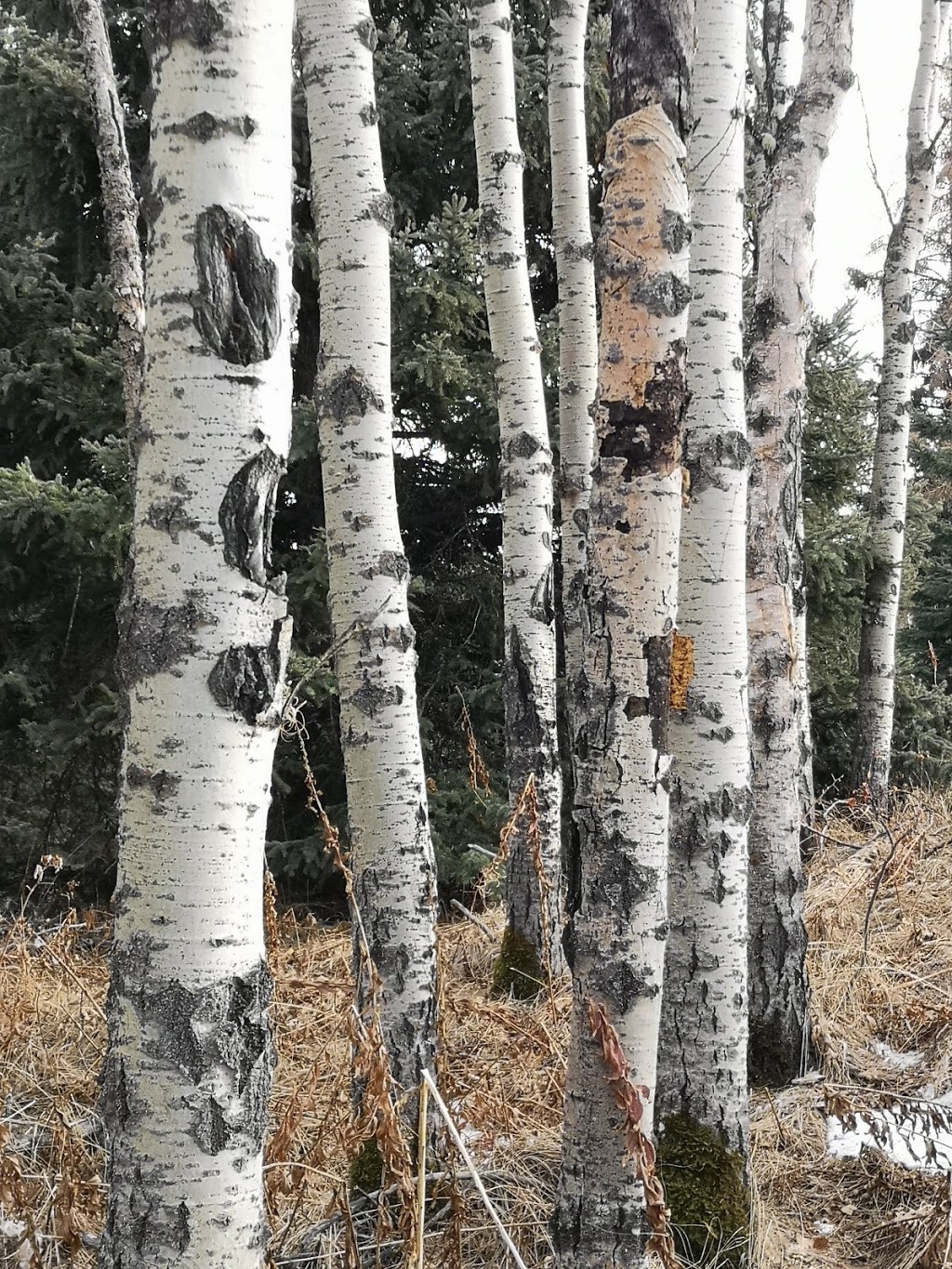 Brown - Lowery Provincial Park | Millarville, AB T0L 1K0, Canada | Phone: (403) 297-5293