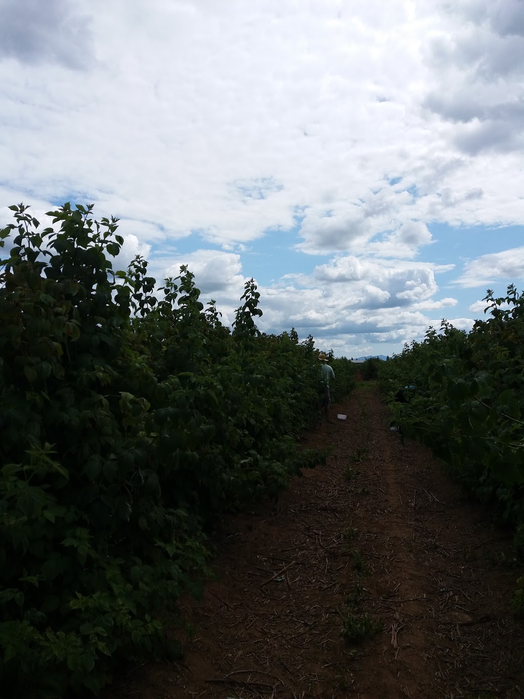 Arjuna Berry Farms Ltd | 32320 Huntingdon Rd, Abbotsford, BC V2T 5Y7, Canada | Phone: (604) 556-9055