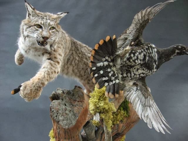 Advanced Taxidermy | 3630 King St, Inglewood, ON L7C 0R5, Canada | Phone: (416) 614-7320