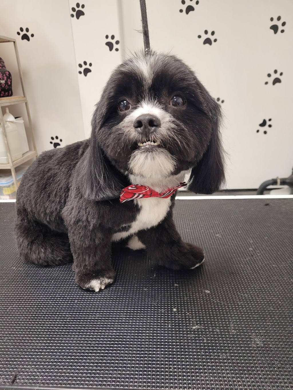 Kirstens Grooming | 669 Evergreen Park NW, Edmonton, AB T5Y 4M2, Canada | Phone: (780) 222-7363