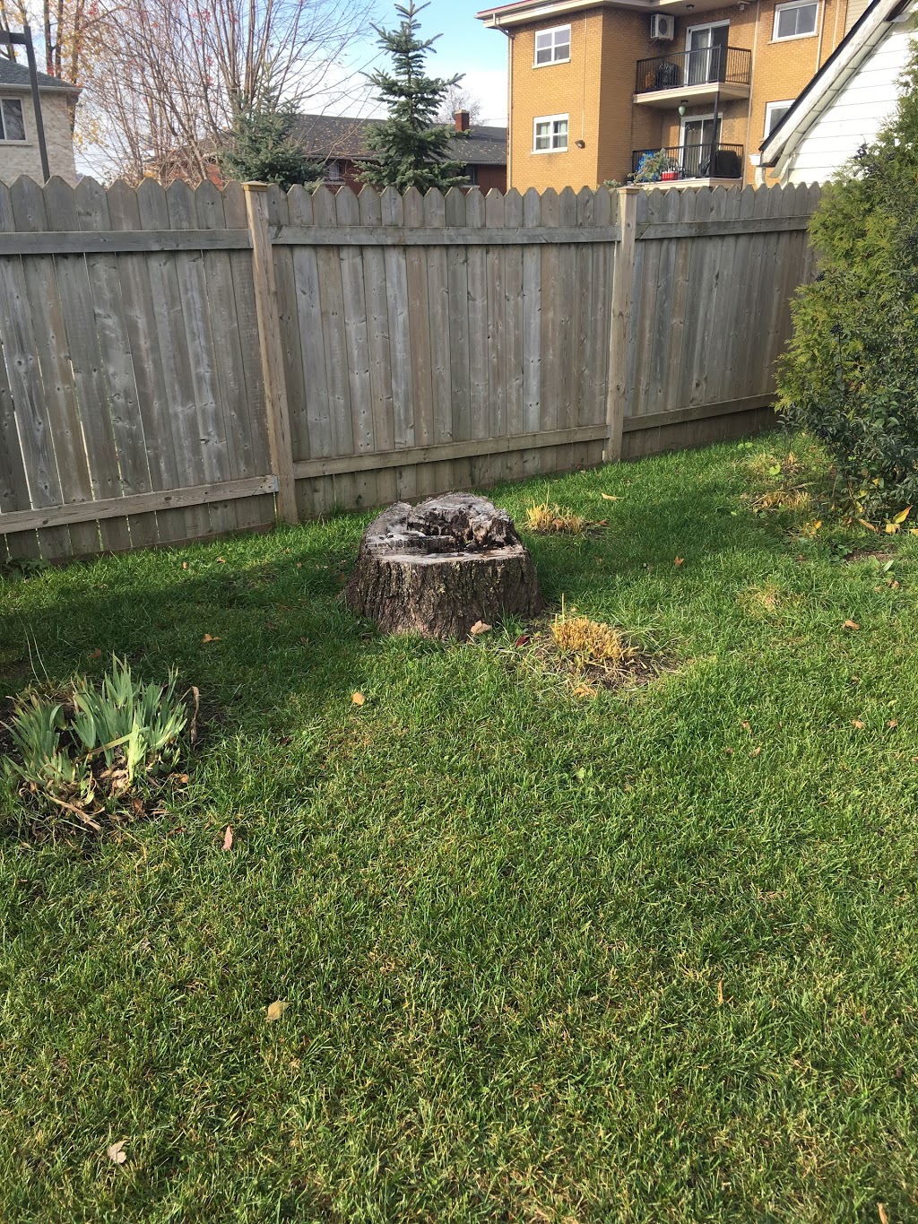 Complete Stump & Tree Removal Inc. | 457 Regency Crescent, Waterloo, ON N2T 1P2, Canada | Phone: (519) 590-8178