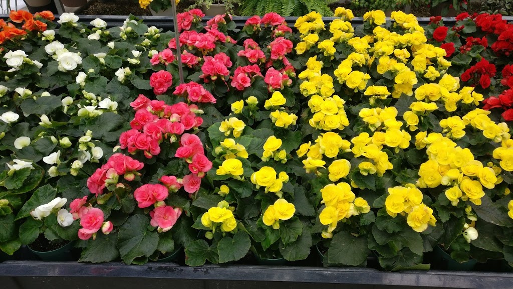 Ferragine Greenhouses | 572 Simcoe Rd, Bradford, ON L3Z 2A6, Canada | Phone: (905) 775-3177