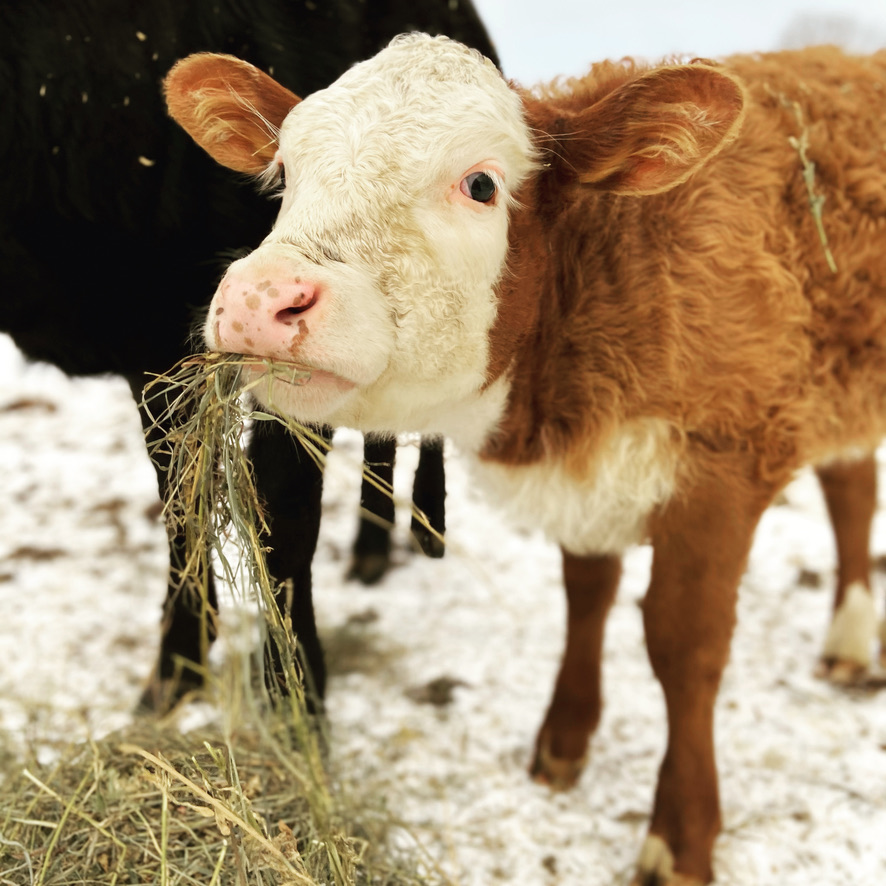 Shakell Farms | 4274 Penetanguishene Rd, Hillsdale, ON L0L 1V0, Canada | Phone: (705) 828-0524