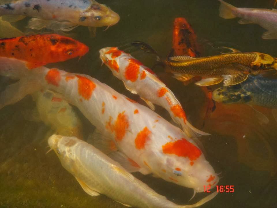 Garden Scents and Koi | 1819 Taylor Line, Coldwater, ON L0K 1E0, Canada | Phone: (705) 686-3913