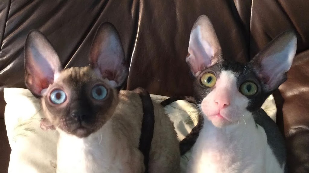 Rexpertise élevage de chats Cornish Rex de Cornouailles | 380 Rue Reynolds, Granby, QC J2G 5W5, Canada | Phone: (450) 991-2697