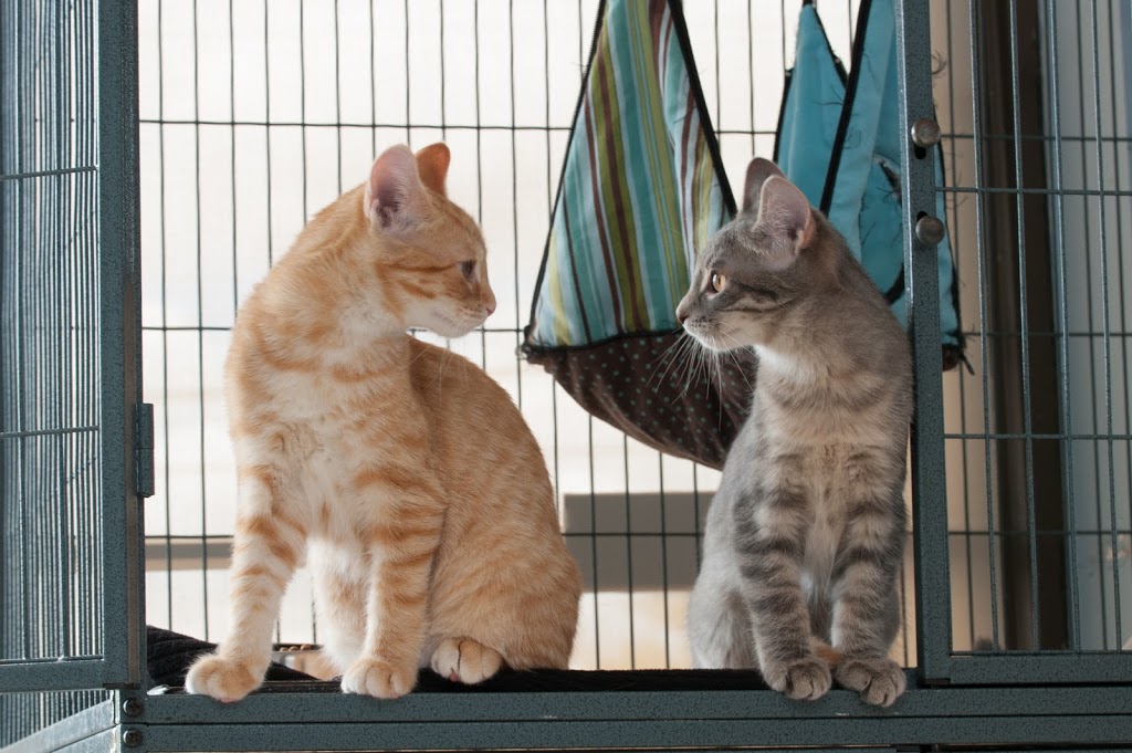 Bronte Road Animal Hospital | 2544 Speers Rd, Oakville, ON L6L 5W8, Canada | Phone: (905) 825-2100