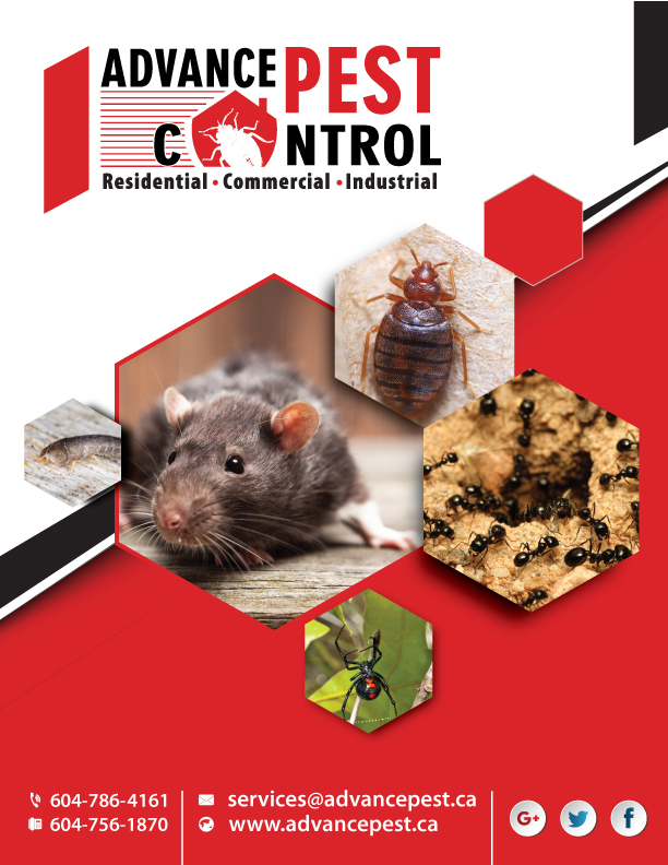 Advance Pest Control Surrey/Langley | 15299 68 Ave #203, Surrey, BC V3S 2C1, Canada | Phone: (604) 786-4161