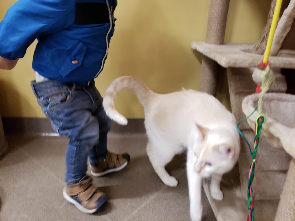 Petland | 6004 Currents Dr NW #6268, Edmonton, AB T6W 0L8, Canada | Phone: (587) 521-8210