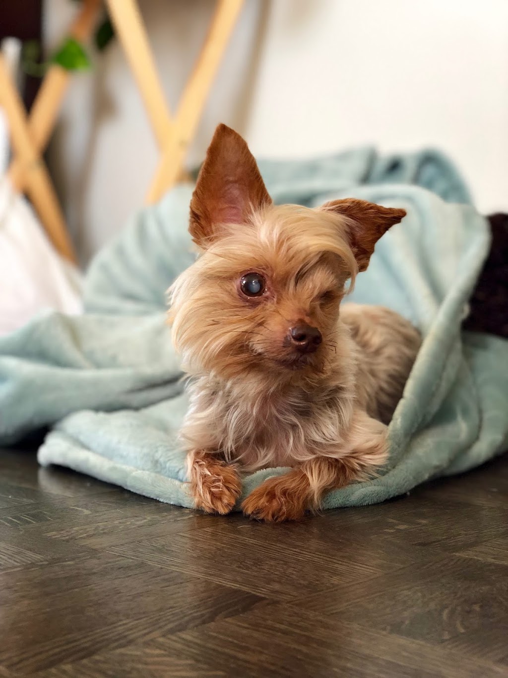 VCA Canada Feltham Animal Hospital | 4082 Shelbourne St, Victoria, BC V8N 2A1, Canada | Phone: (250) 477-4730